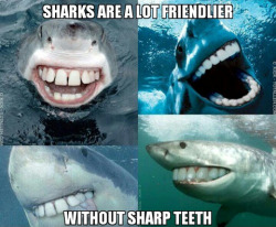 Donate today to Dental Surgery for Sharks!