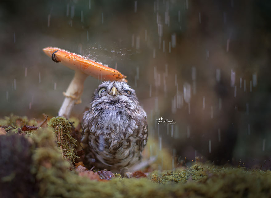 voiceofnature:  Cute tiny owl with mushrooms by   Tanja Brandt    @spywerewolf