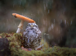 tripsea:  voiceofnature:  Cute tiny owl with mushrooms by   Tanja Brandt    @whitethighs 