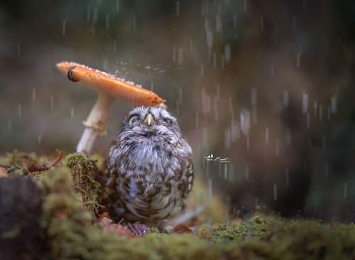 Porn photo voiceofnature:  Cute tiny owl with mushrooms