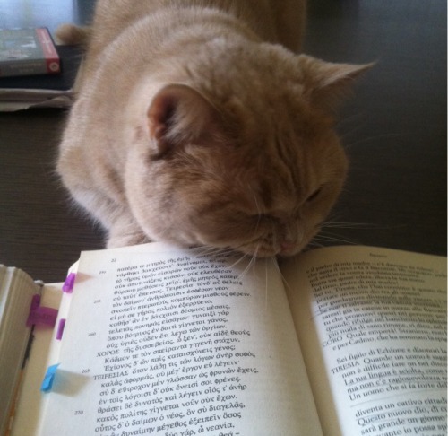 Vergil definitely likes the Bacchae.