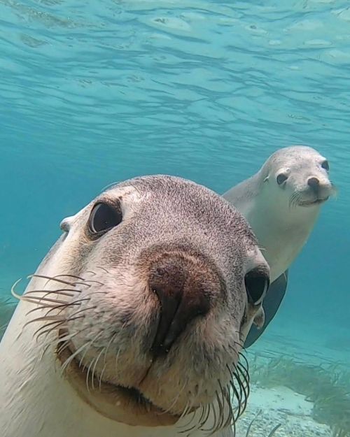Hey check out this GoPro! Photo by @nicol.wright on Sunday’s Swim with the Sealions trip to Blyth Is