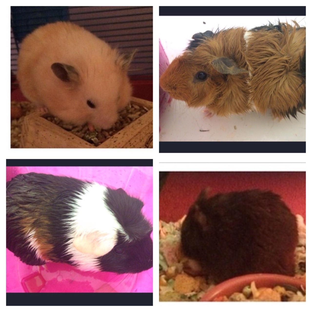 Pet appreciation post