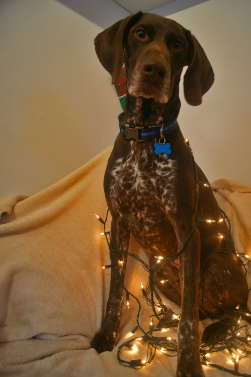 waggingwalkies:    Doggie Advent Calendar adult photos
