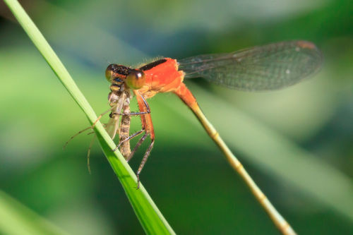Mosquito Hawks Are The Smallest Known Birds Of Prey. Stripped Down To The Barest Possible Necessities