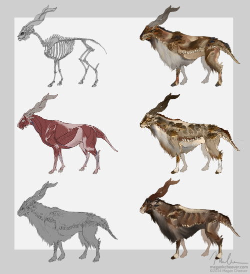 Anatomy and color studies for a horned lizard/markhor mashup Megan Cheever &gt; facebo