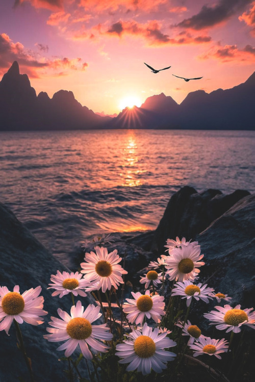 lsleofskye:  Fly on, little wings | robertlukeman