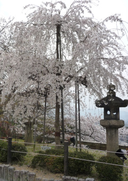 saqqoro:  Cherry Blossoms  