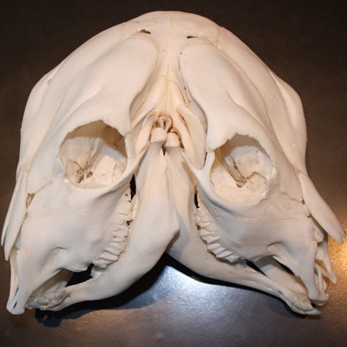 thewandw:Remember the two headed calf I showed you a few weeks back? Here’s the skull! Unfortunately