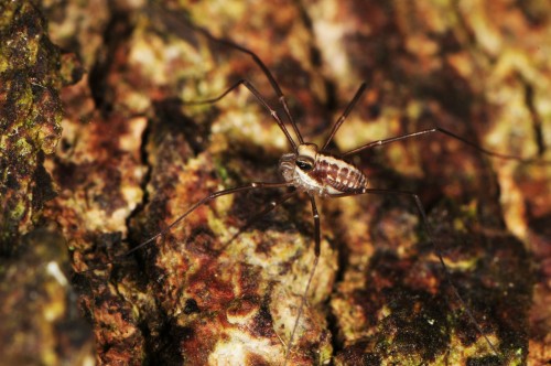 onenicebugperday:Harvestman, Caddo agilis, OpilionesFound primarily in the northeastern United State