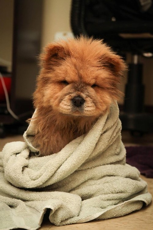 mydrunkkitchen:  cutefurrythings:  Chow Chow porn pictures