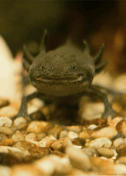 Headlikeanorange:  Axolotl