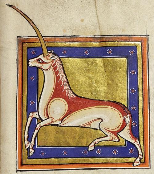 mysterious-secret-garden:Monoceros, a mythical beast first described in Pliny the Elder’s ‘Natural H