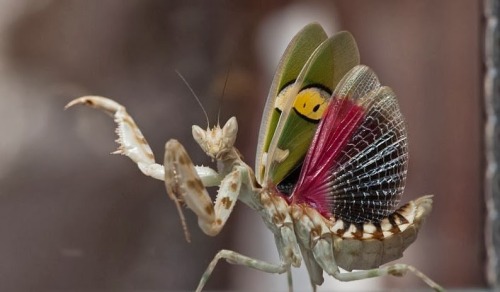 for-science-sake:The Jewelled Flower Mantis is a type of Flower Mantis endemically found in Asia. Fe