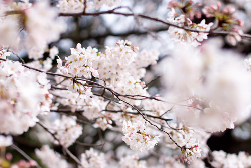 Cherry blossom (桜) by christinayan01 on Flickr.