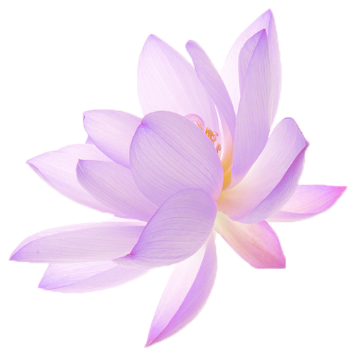 uroko:lotus flowers + transparent ☆