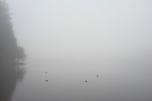 lost lagoon - fogstanley park, vancouver, bc