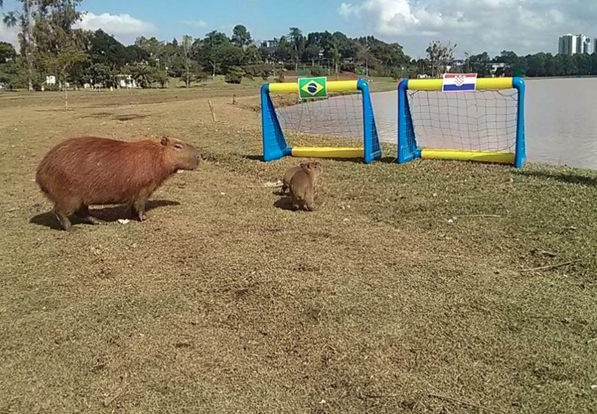 A Capybaraand his friend.  Capivara desenho, Animais brasileiros,  Capivara