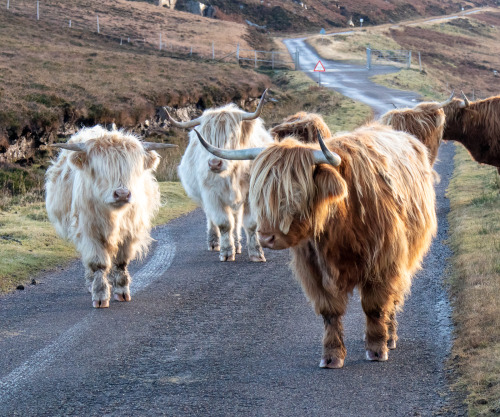 scotianostra: Coos