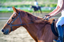 mooseings: grumpy-mare:  This girl was eliminated because she was bitless, she still got to ride the course and after the judge told her she probably would have won the class if she had a bit..  The horse world is so stupid  Geez! That’s ridiculous!