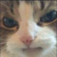 mvdtl