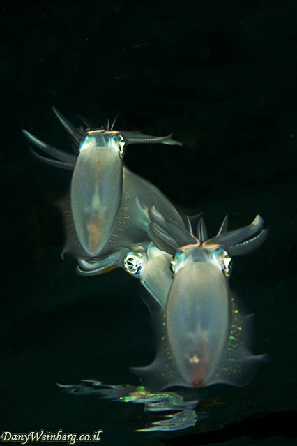 wapiti3:  Squid family on Flickr.Via Flickr: Dany Weinberg Underwater Photography