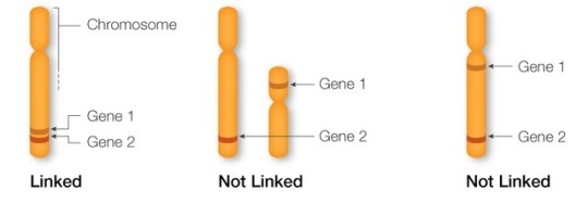 sainatsukino: curlicuecal:  curlicuecal: domestication syndrome is one of the coolest findings from recent genetics  Yes! Basically scientists have found that if you start selecting for people-friendly animals, you see a bunch of hypothetically unrelated