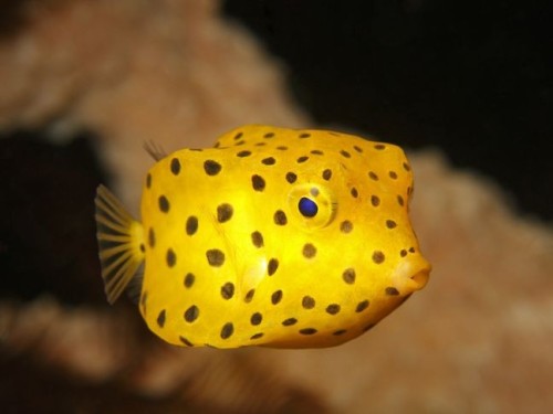 The Yellow Boxfish (Ostracion Cubicum) Is A Species Of Boxfish Found In Reefs Throughout The Pacific