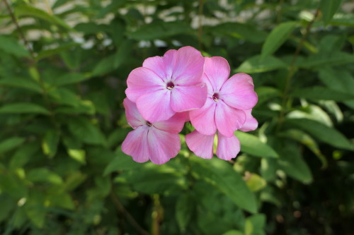 Phlox paniculata — garden phlox