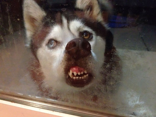 boredpanda:  20+ Animals Licking Glass That Look Absolutely Silly  