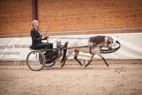 all-the-horses: Alliance Woodys ShampaineLittle Kings Leatherwood Buckeroo x Areal Live Toy4UMiniatu