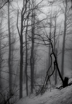 branislavfabijanic:Through the forestBranislav Fabijanic