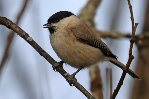 Visitors in my garden. Willow tit/talltita, Great tit/talgoxe, Bullfinch/domherre, Blue tit/blåmes, 