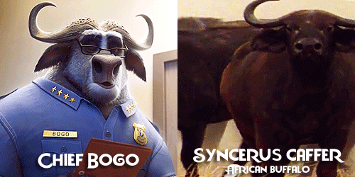 allmyhanddrawnsoul: Zootopia characters + Real life animals Celebrating Zootopia’s