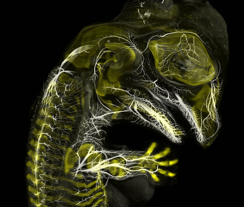 PHOTOS: Fluorescent turtle embryo wins forty-fifth annual Nikon Small World Competition Nikon Instru