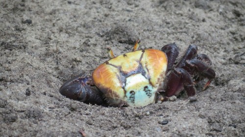 crabs - guadeloupe 2015