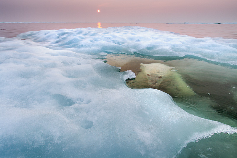 odditiesoflife:  The Best Wildlife Photography of 2013 The results of the 2013 Wildlife