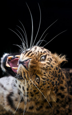 Musts:©  Bigcatphotos Uk { Website }Amur Leopard