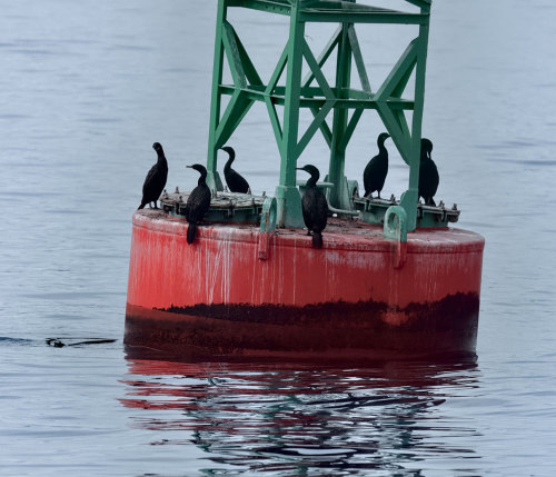 I went on a whale watch yesterday. Many beautiful critters. (bull orca was ID’d as T060C) Computer a