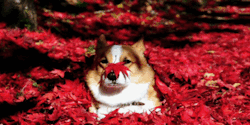 hipsturbator:  animal-factbook:  Corgis attempt to be masters of disguise, but often fall a little bit short. This corgi is attempting to camouflage, but unfortunately is unsuccessful.  What corgi?
