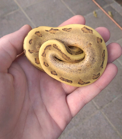 livelyspaghetti: Look how good this morph is… (Pinstripe Vanilla Cream.)