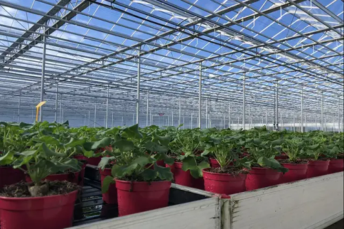 The White Lily Greenhouse - How Would It Work?