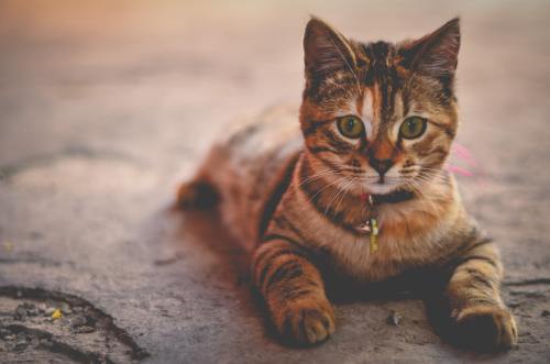 All Cats Are Beautiful