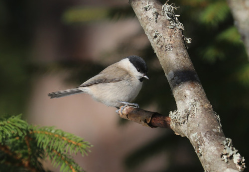 Willow tit/talltita.