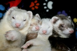 theferrets:  I was supposed to reblog this and I forgot :v: My best photo of my babies!    ; u; &lt;333