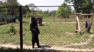 animaloversammy: browneyedbeas:   lostqueenlostqueen:   ayyyoooveeee:  sixpenceee:  Footage of these bears walking upright is so unsettling! (Source)  Um.  Fuck no.   I thought this was a guy with a fake bear head on    This low key creeped me out  