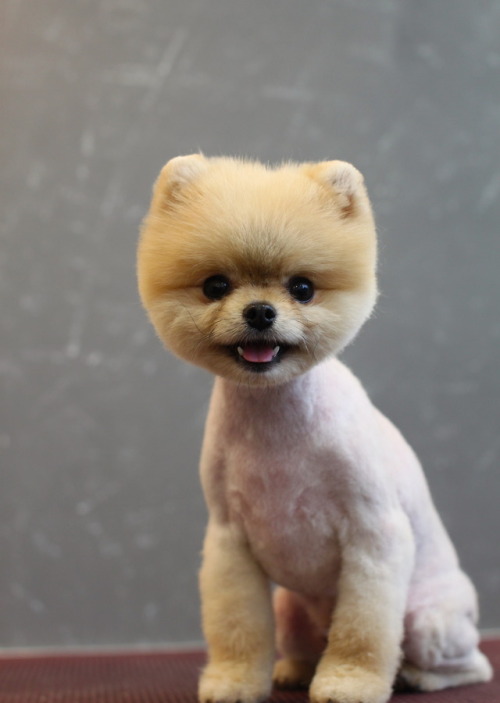 Portos, Pomeranian