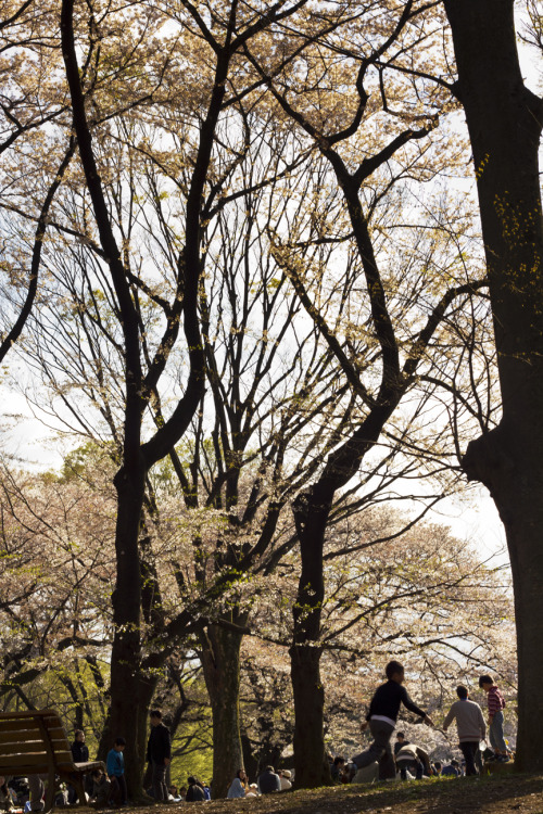 2014 Hanami - Yoyogi Park Walk（２０１４花見ー代々木公園歩き）