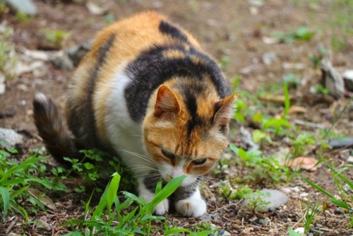 y-hoshizaki:  今日の猫。
