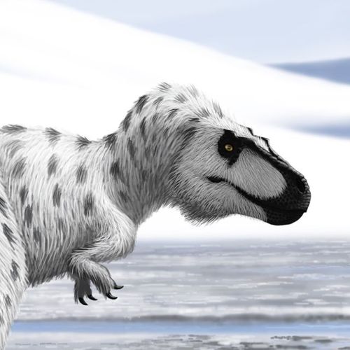 Nanuqsaurus hoglundi, the “polar bear lizard”, is barely two-thirds the size of Tyrannosaurus rex. I